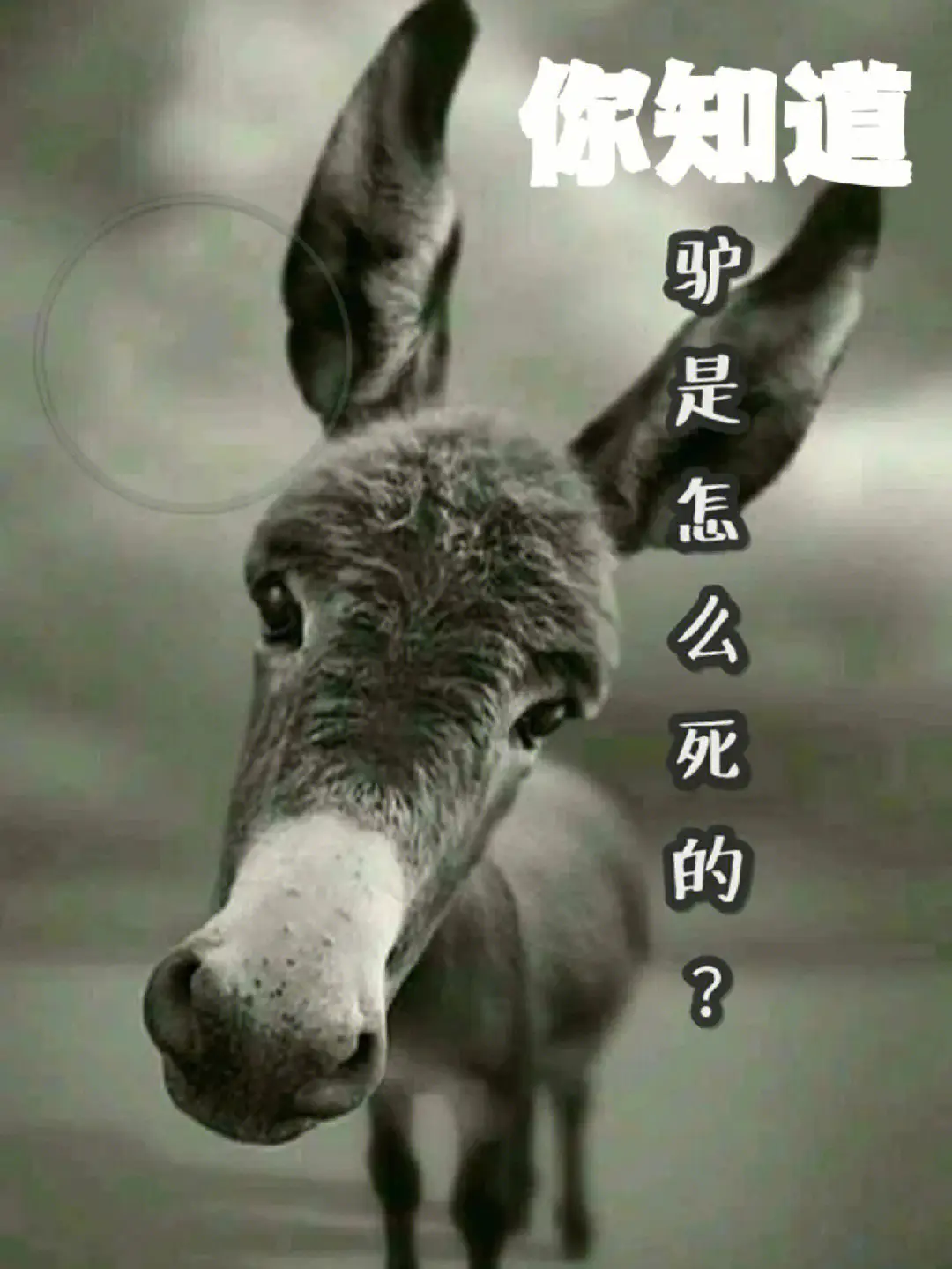 商標注冊費計入什么會計科目？
